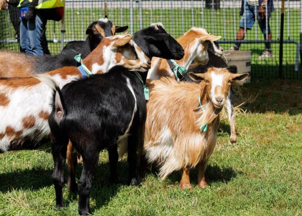 Riverside Park goats return to wage war against invasive plants. Go goats!