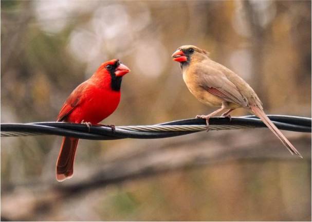 The northern cardinal is a rarity in that both the male and female can sign. They are known for a variety of whistles and trills.