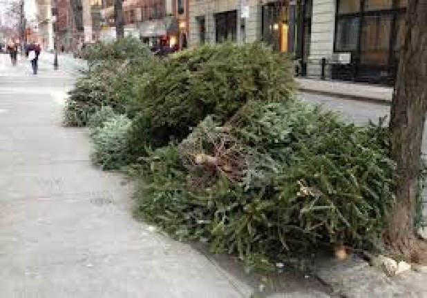 Recycled Christmas Trees Become Mulch, Dunes