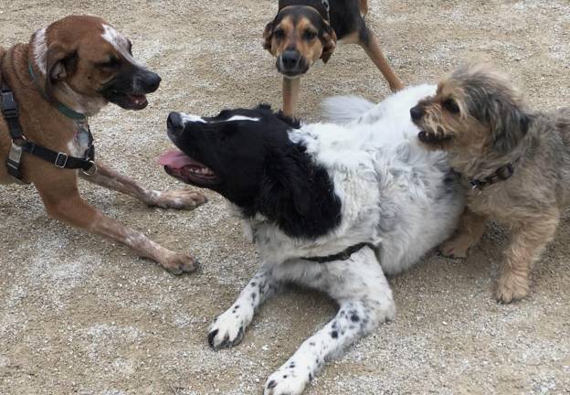 A sociable dog day in Washington Square Park.