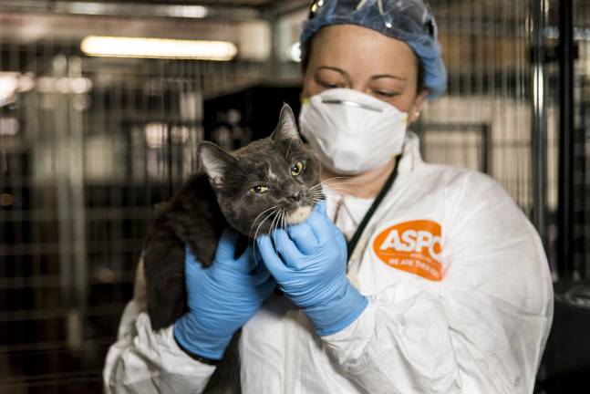 Cats quarantined for fear they might have contracted avian flu undergo lab tests conducted by veterinary experts at a temporary shelter facility set up by the ASPCA in Long Island City. Photo: ASPCA