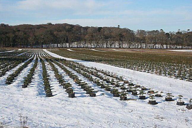 She places her orders in June to tree farms in upstate NY, Pennsylvania and North Carolina but Heather Neville says she doesn’t know exactly what she will receive when the trees go on sale in New York City after Thanksgiving, because the farmers themselves won’t know in advance. Photo: Wikimedia Commons