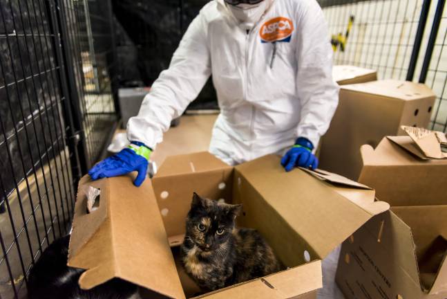 About 500 avian flu-infected cats have been quarantined in a Long Island City facility since late last month. Photo: ASPCA