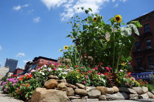 Towering sunflowers. Photo: Deborah Fenker