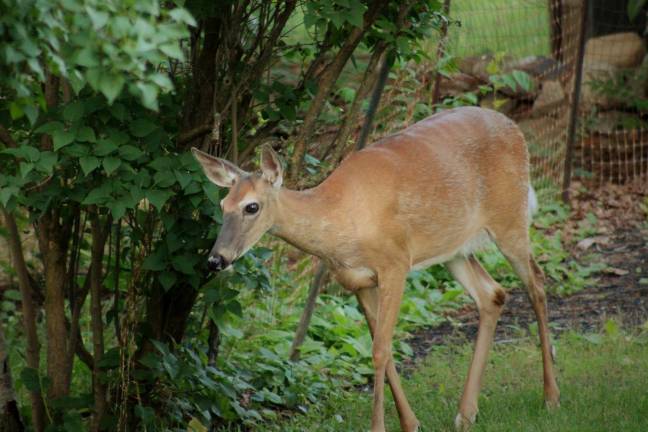 Most New Yorkers who get Lyme disease are infected when they leave town for places where deer ticks are widespread. Photo: Jill Rogan, via flickr