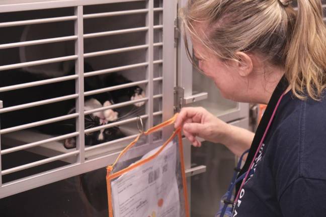 ACC’s Director of Marketing and Communications, Katy Hansen, plays with a cat.