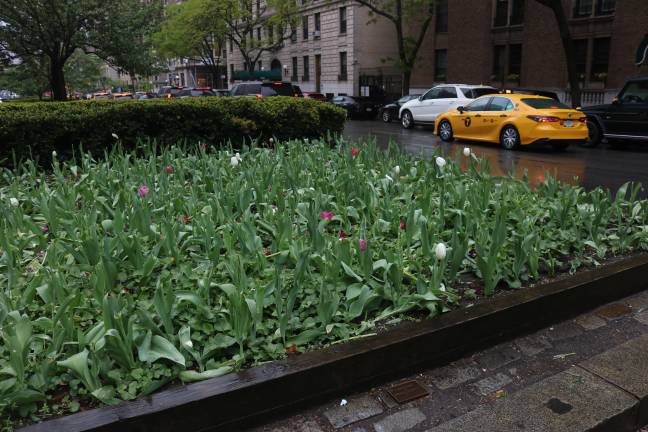 The damage spanned two large flower beds and two circular planters. On one end, a few tulips remained.