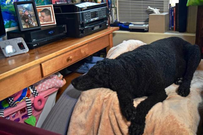 Licorice snoozing at the foot of the bed. (Photo: Emily Higginbotham)