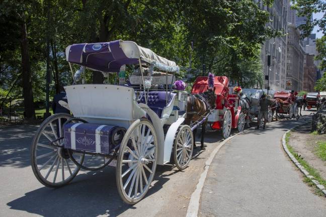 Horse carriages line up at the bottom of the park before picking up visitors to take around the park’s loop.