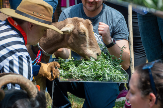 The “Great Goat Graze-Off” is the only professional eating competition between goats, who help to clear terrains of invasive plants such as poison ivy, mugwort, and porcelain berry.