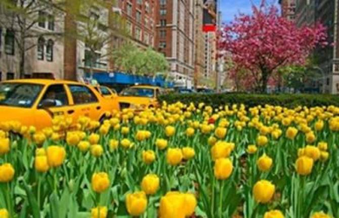 Tulips, seen here blooming in Central Park in the past, are known as the ‘first flower of spring.” Photo: FlowerPowerDaily
