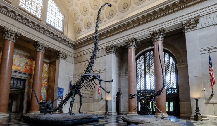The Barosaurus and Allosaurus display towers above visitors inside the American Museum of Natural History.