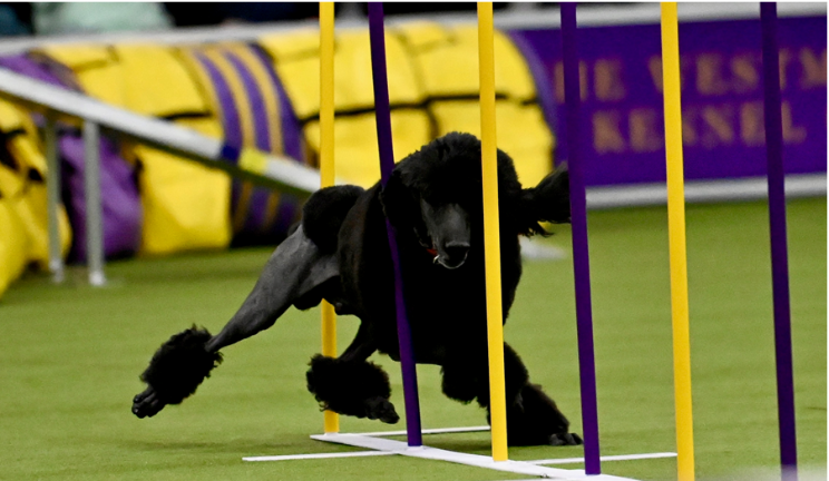 A French poodle runs the course at the Javits Convention Center during the Westminster 150.