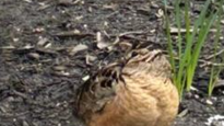 The American Woodcock in Bryant Park has created a birding frenzy on social media.