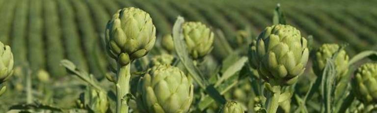 The vast majority of commercial artichokes in the United States today originate in California. Photo: California Artichoke Advisory Board