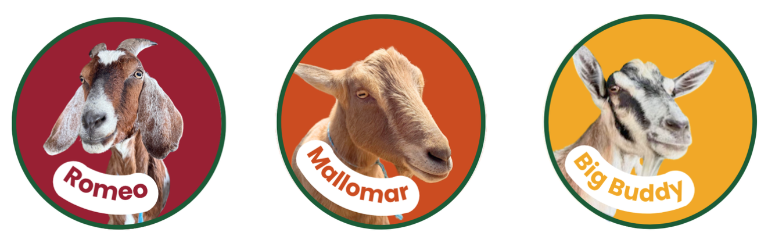 Romeo, Mallomar, and Big Buddy--the three competitor goats who will compete in the race for G.O.A.T Grazer, or who can eat their botanical portion the fastest. Mallomar won the championship title in 2025.