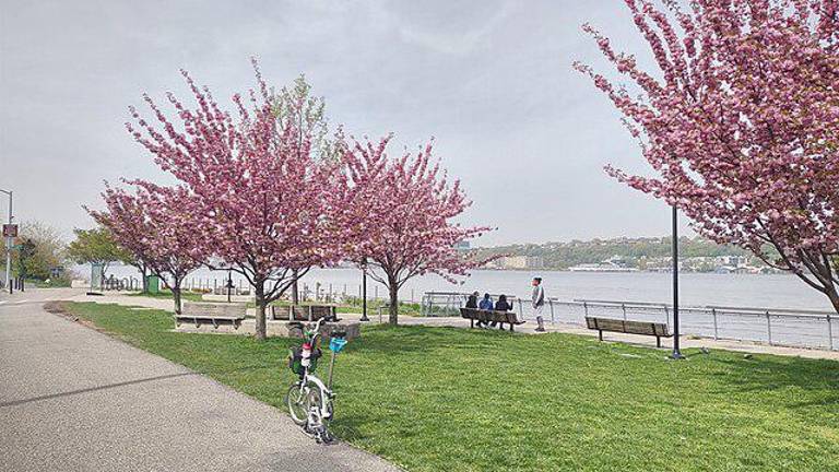 Cherry blossoms such as these along the Harlem River Piers should be visible once again in Cherry Walk section of Riverside Park between W. 100th and W. 125th which is reopening this weekend.