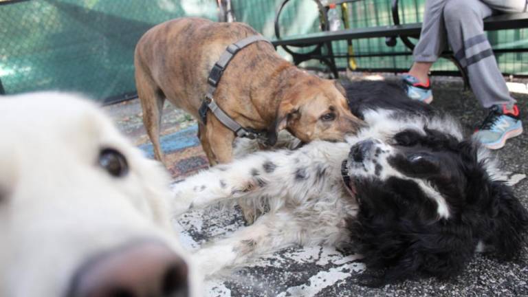 Two dogs playing at the temporary dog run in Penn South Playground as a third sits close by. Photo: Gaby Messino