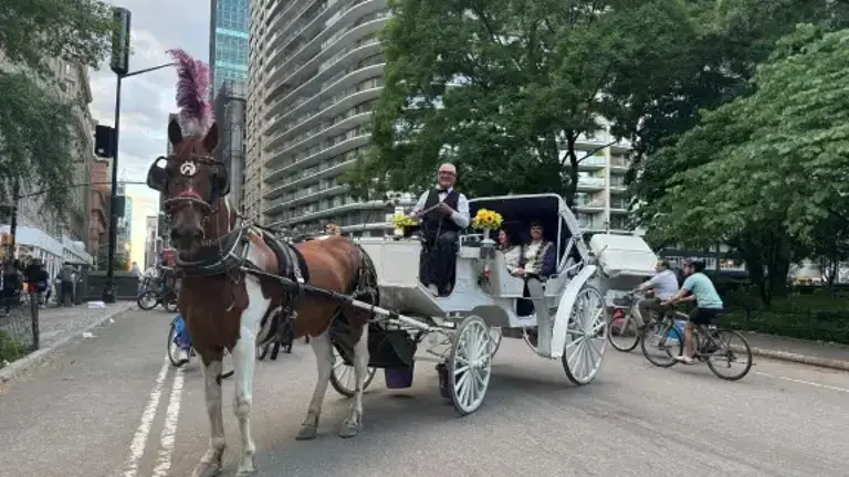The Transport Workers Union says that Deniz, a horse who dramatically collapsed and died in Central Park earlier this month, was killed by a toxic plant—and not animal abuse, as some charge.