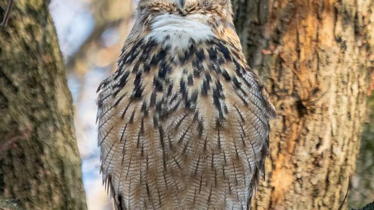 Flaco, a Eurasian eagle-owl, spent most of his time in Central Park after escaping from his enclosure in its zoo in February.